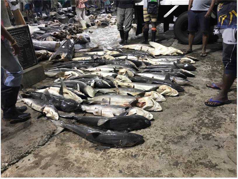 30 silky sharks unloaded from a fishing vessel