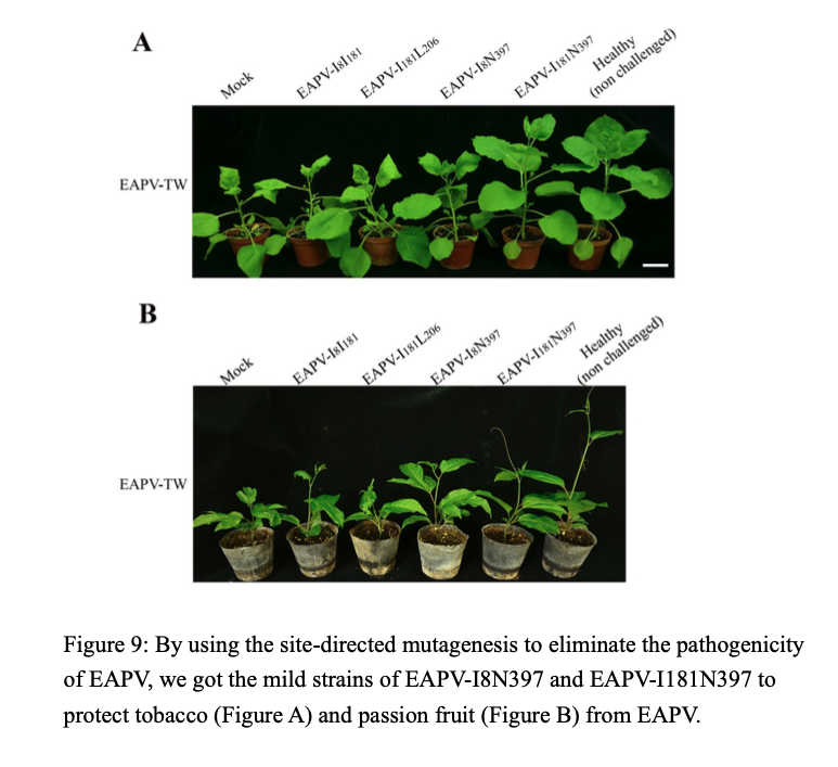Figure 9: By using the site-directed mutagenesis to eliminate the pathogenicity of EAPV, we got the mild strains of EAPV-I8N397 and EAPV-I181N397 to protect tobacco (Figure A) and passion fruit (Figure B) from EAPV.