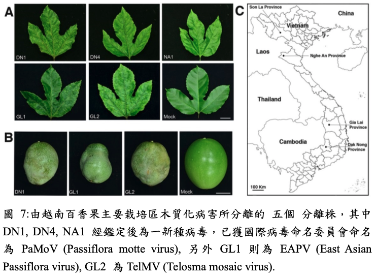 由越南百香果主要栽培區木質化病害所分離的 五個 分離株，其中DN1, DN4, NA1經鑑定後為一新種病毒，已獲國際病毒命名委員會命名為PaMoV (Passiflora motte virus), 另外GL1 則為EAPV (East Asian Passiflora virus), GL2 為TelMV (Telosma mosaic virus).