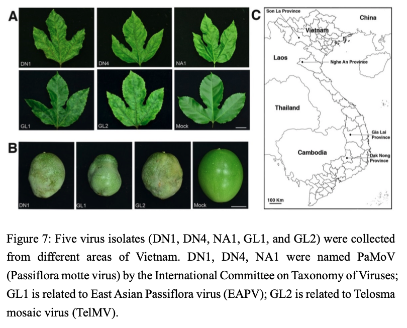 Figure 7: Five virus isolates (DN1, DN4, NA1, GL1, and GL2) were collected from different areas of Vietnam. DN1, DN4, NA1 were named PaMoV (Passiflora motte virus) by the International Committee on Taxonomy of Viruses; GL1 is related to East Asian Passiflora virus (EAPV); GL2 is related to Telosma mosaic virus (TelMV).
