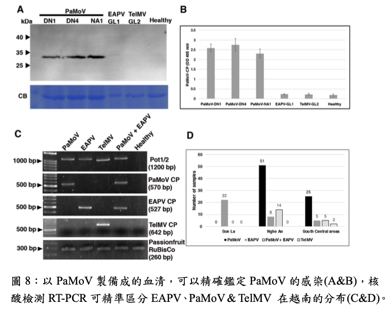 以PaMoV製備成的血清，可以精確鑑定PaMoV的感染(A&B)，核酸檢測RT-PCR可精準區分EAPV、PaMoV & TelMV 在越南的分布(C&D)。