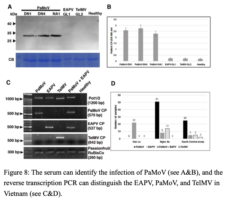 Figure 8: The serum can identify the infection of PaMoV (see A&B), and the reverse transcription PCR can distinguish the EAPV, PaMoV, and TelMV in Vietnam (see C&D).